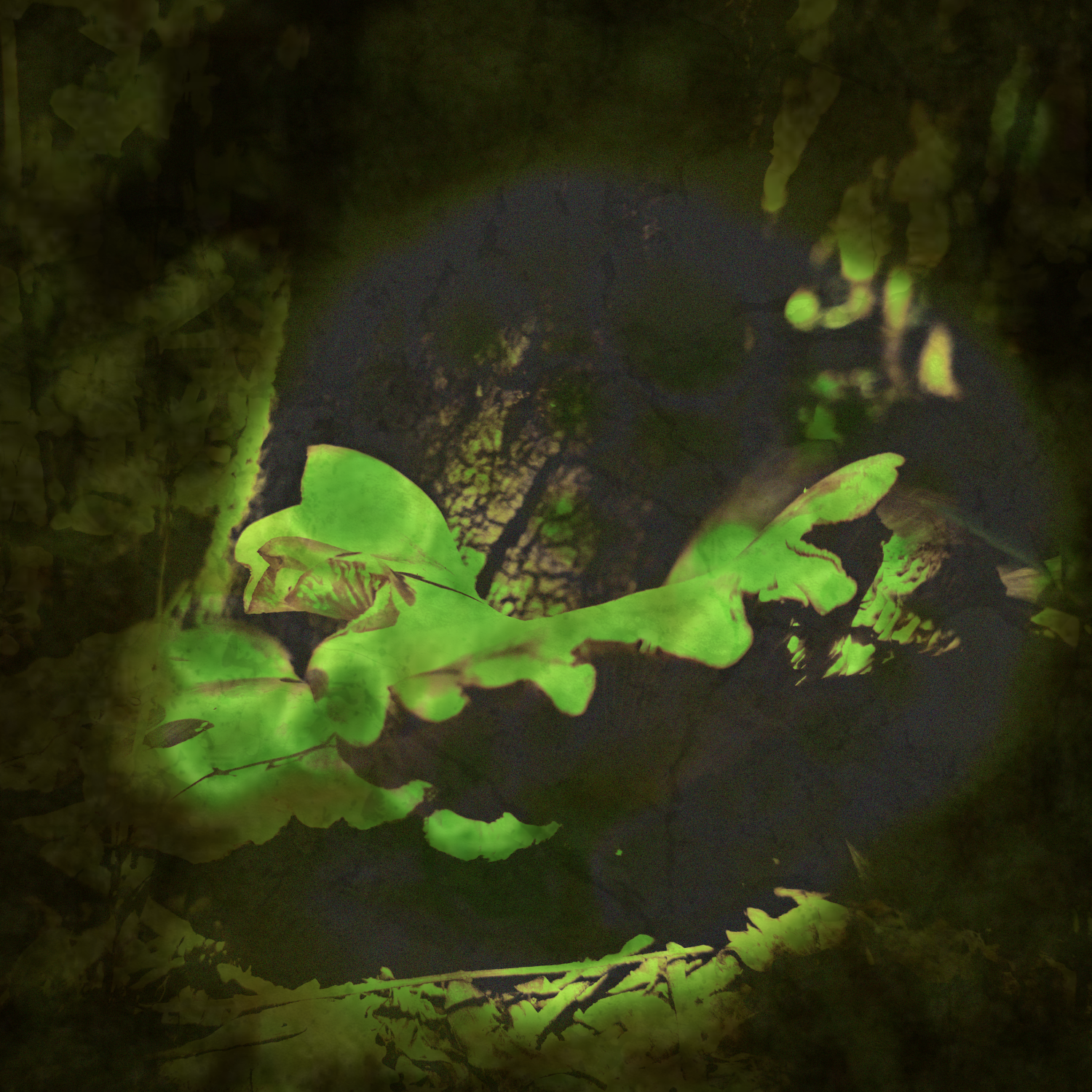 Album Cover: Flosvirus